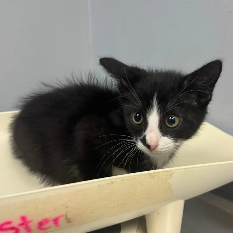 A baby small-sized male Black Domestic Medium Hair cat named Crypt Keeper for adoption in Columbus, GA