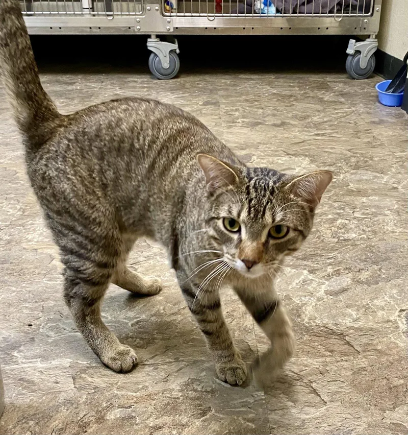 An adult medium-sized male Domestic Short Hair cat named Sleepy for adoption in Fargo, ND