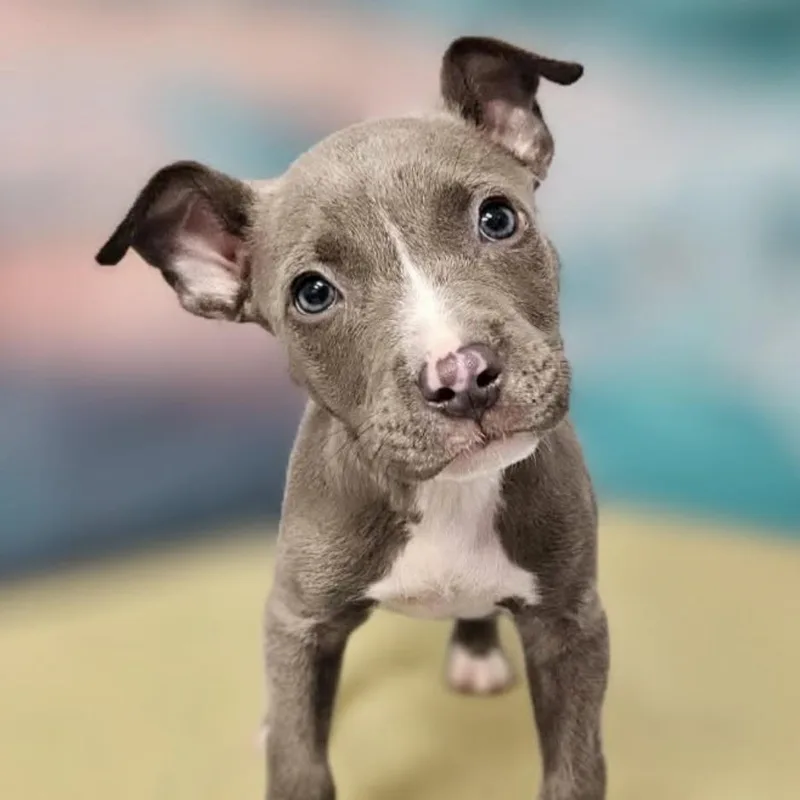 A baby medium-sized male White / Cream Pit Bull Terrier dog named Lucky for adoption in Hamilton , NJ
