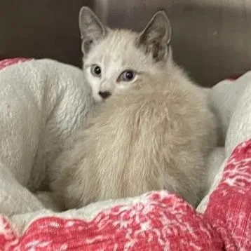 A baby small-sized male White Domestic Short Hair cat named Miles for adoption in Port Charlotte, FL