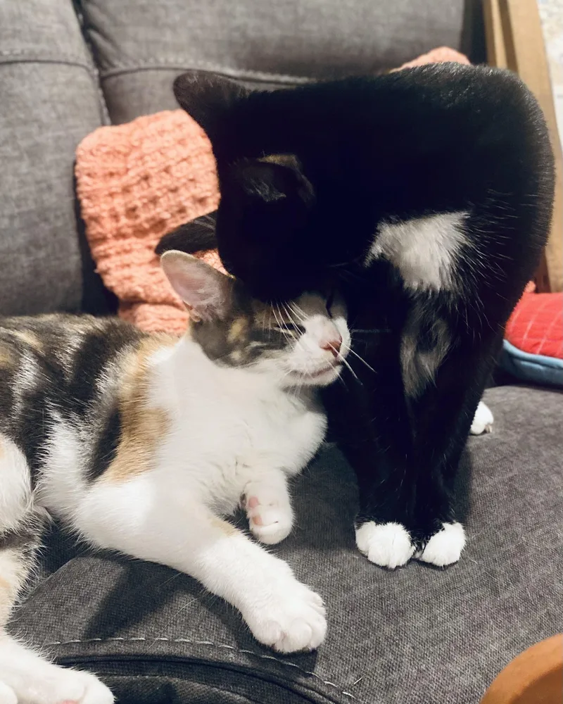 Millie And Penelope thumbnail 2