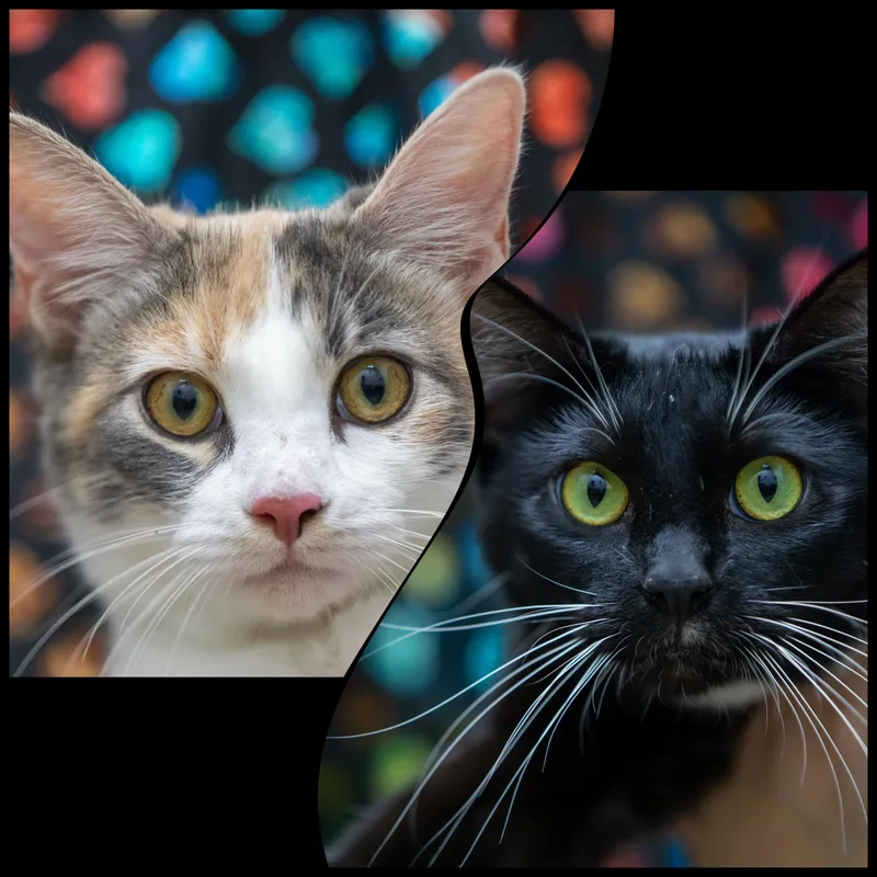 Millie And Penelope thumbnail 3