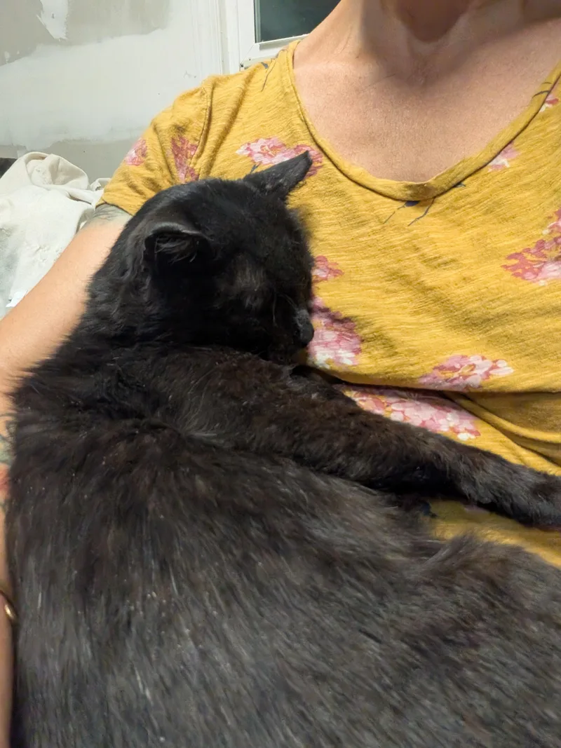 An adult medium-sized male Black American Shorthair cat named Nibs for adoption in Montclair, NJ