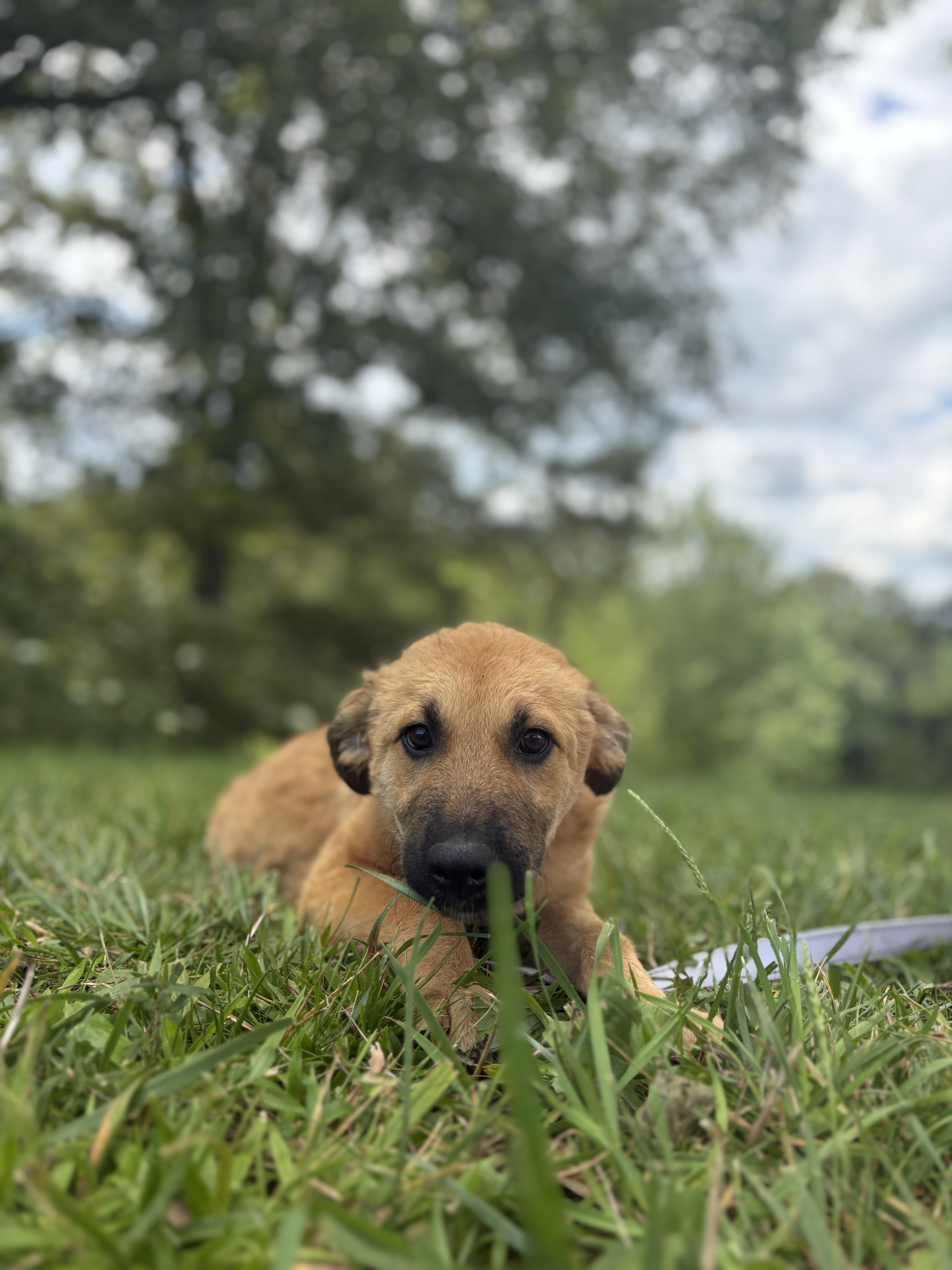 A baby small-sized female Yellow / Tan / Blond / Fawn Mixed Breed dog named Katie for adoption in Gradyville, KY