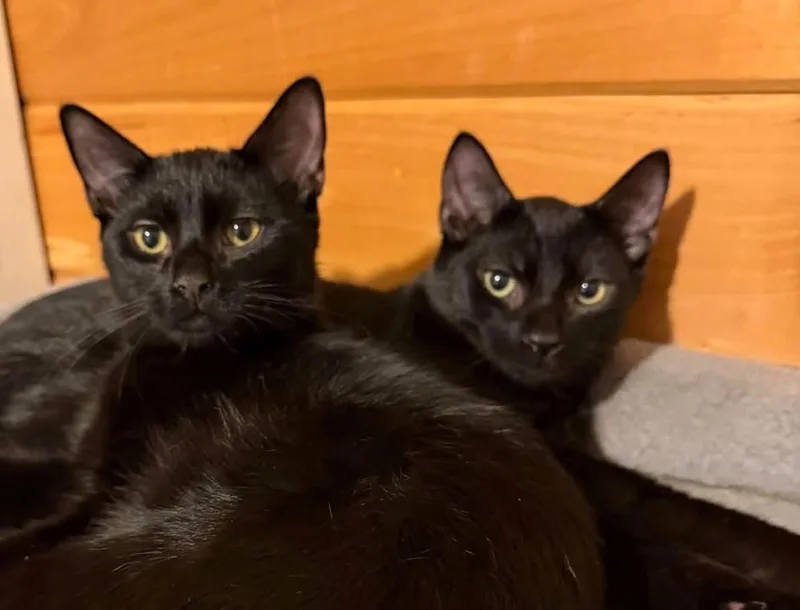 A baby medium-sized male Black Domestic Short Hair cat named Billy for adoption in Mayfield, NY