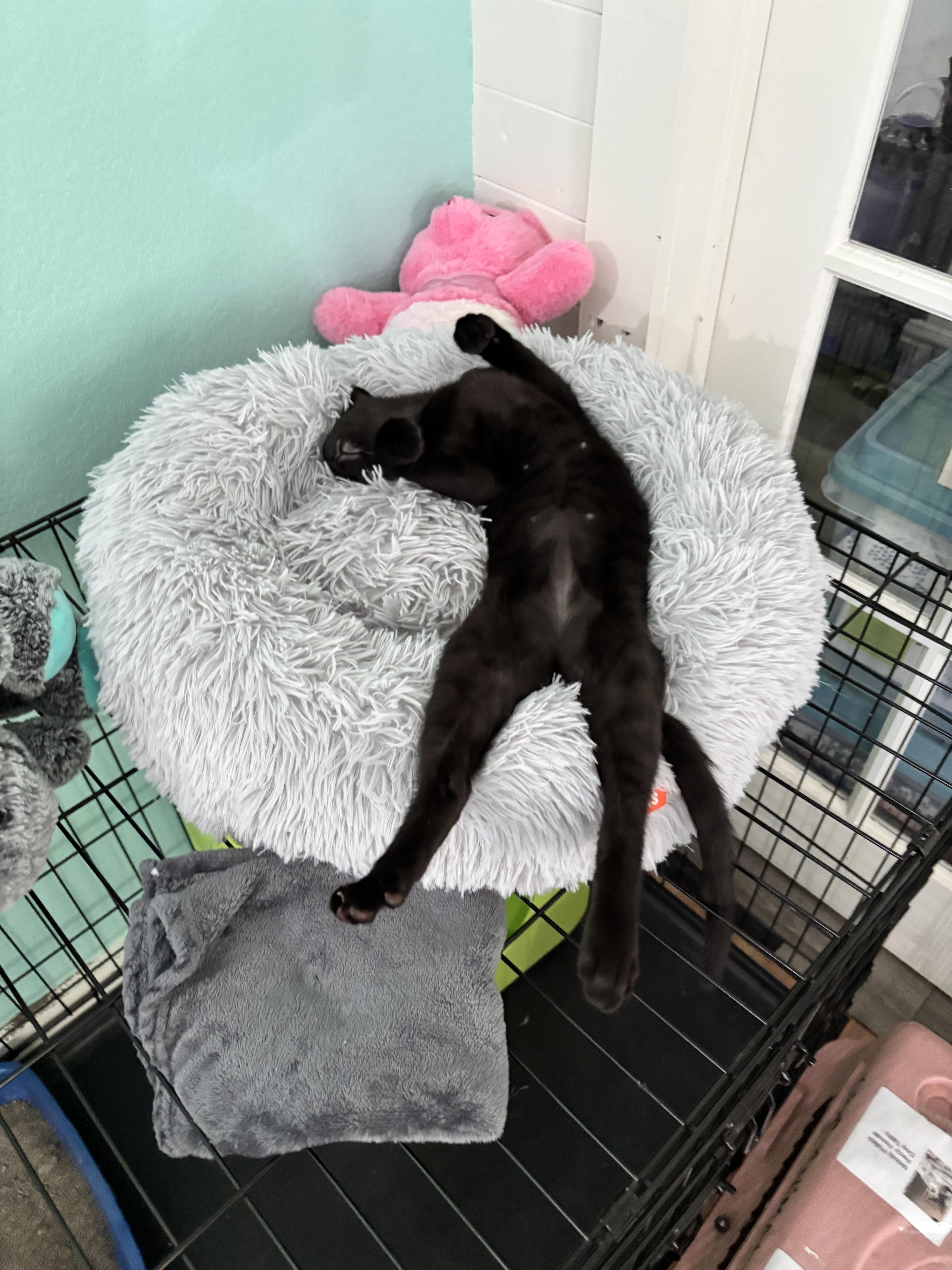 A baby medium-sized male Black Domestic Short Hair cat named Froggie  Professional Sleep for adoption in Plano, TX