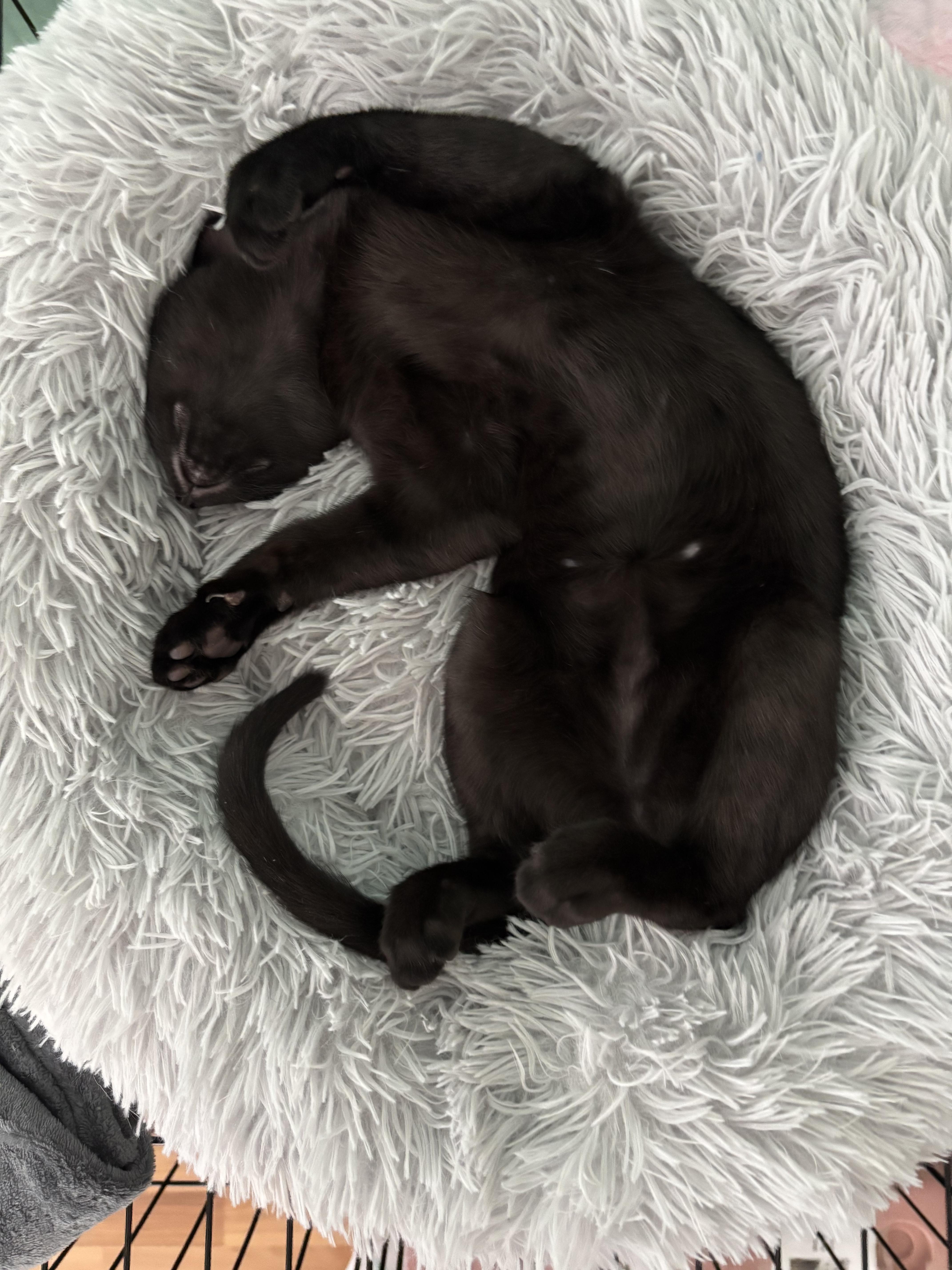 Froggie  Professional Sleep thumbnail 5