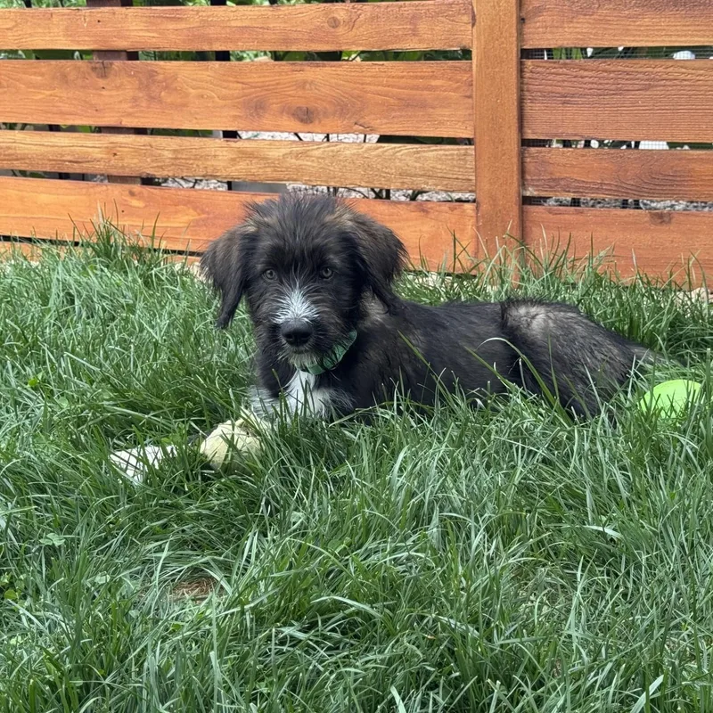 A baby large-sized female Black German Wirehaired Pointer dog named Beverly for adoption in Loveland, CO