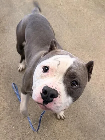 A young medium-sized male Gray / Blue / Silver Pit Bull Terrier dog named Tucker for adoption in Cleveland, OH