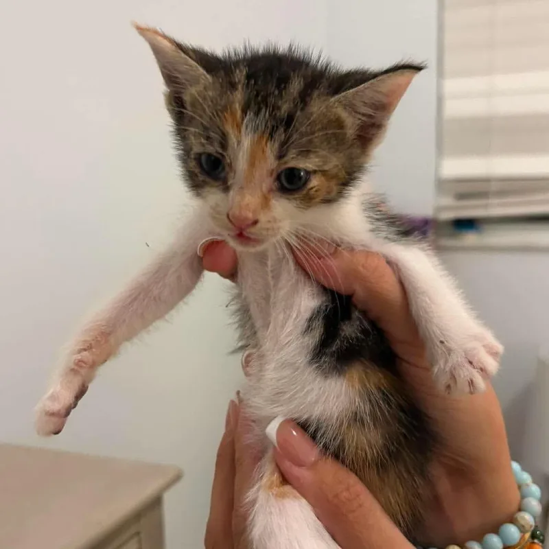 A baby small-sized female Calico Domestic Short Hair cat named Paprika for adoption in Tampa, FL