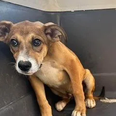 A baby small-sized male Brown / Chocolate Shepherd dog named Stuart U for adoption in Tupelo, MS