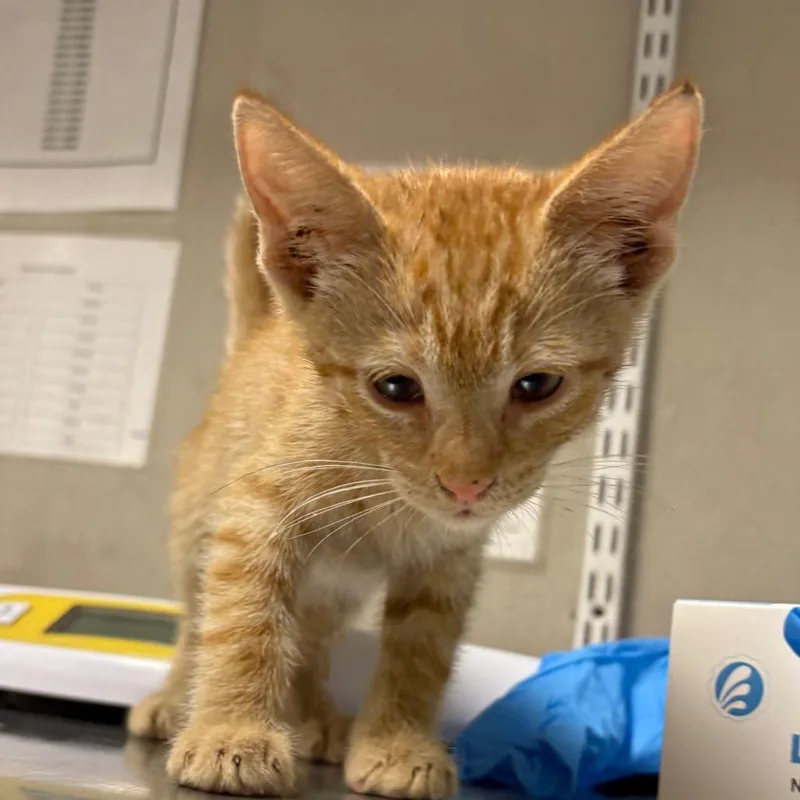 A baby small-sized male Orange / Red Domestic Short Hair cat named Bubbles for adoption in Yuma, AZ