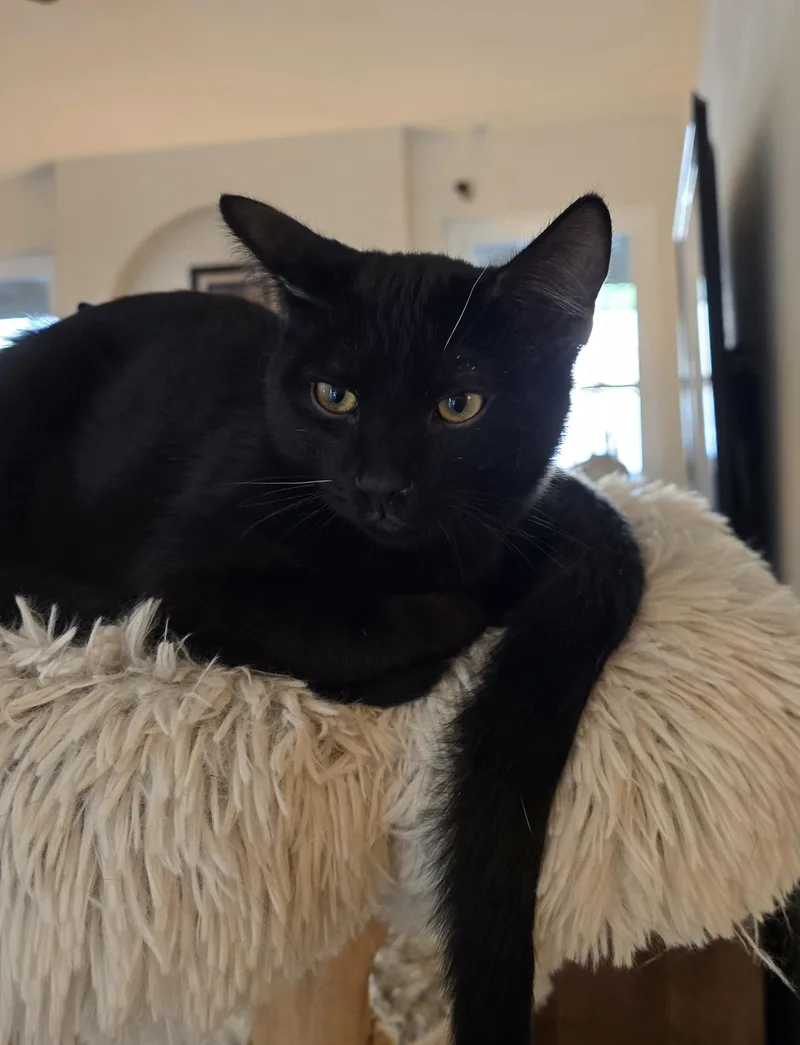 A young small-sized male Black Domestic Short Hair cat named Aramis [bonded With D'artagnan] for adoption in PHOENIX, AZ