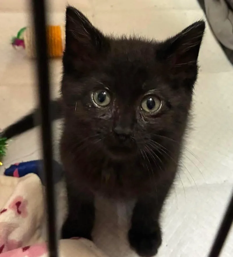 A baby medium-sized female Domestic Short Hair cat named Crunchy Roll for adoption in Columbia, IL