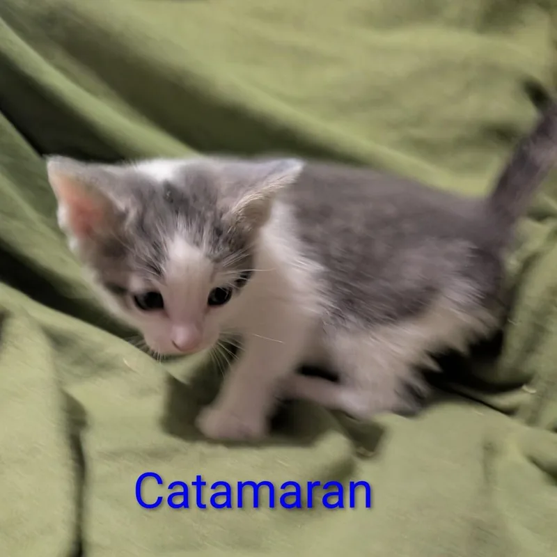 A baby small-sized male Gray / Blue / Silver Domestic Short Hair cat named Catamaran for adoption in Carmel, IN