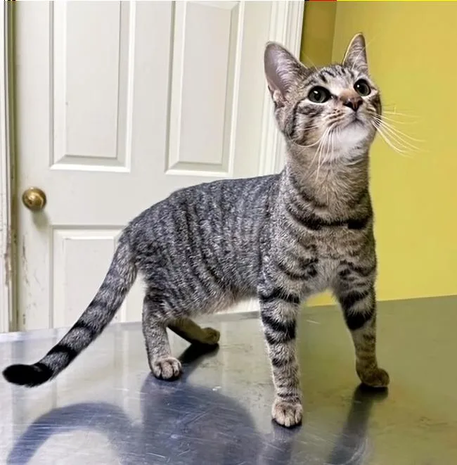 An adult medium-sized male Tabby (Buff / Tan / Fawn) Domestic Short Hair cat named Asher for adoption in Columbia, KY