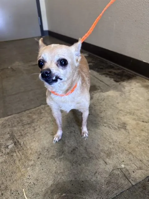 A senior small-sized female Chihuahua dog named Wha for adoption in Ontario, CA