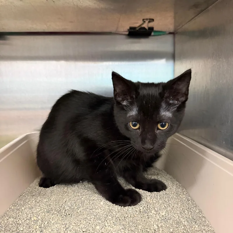 A baby small-sized male Black Domestic Short Hair cat named Percy for adoption in Hamburg, NY