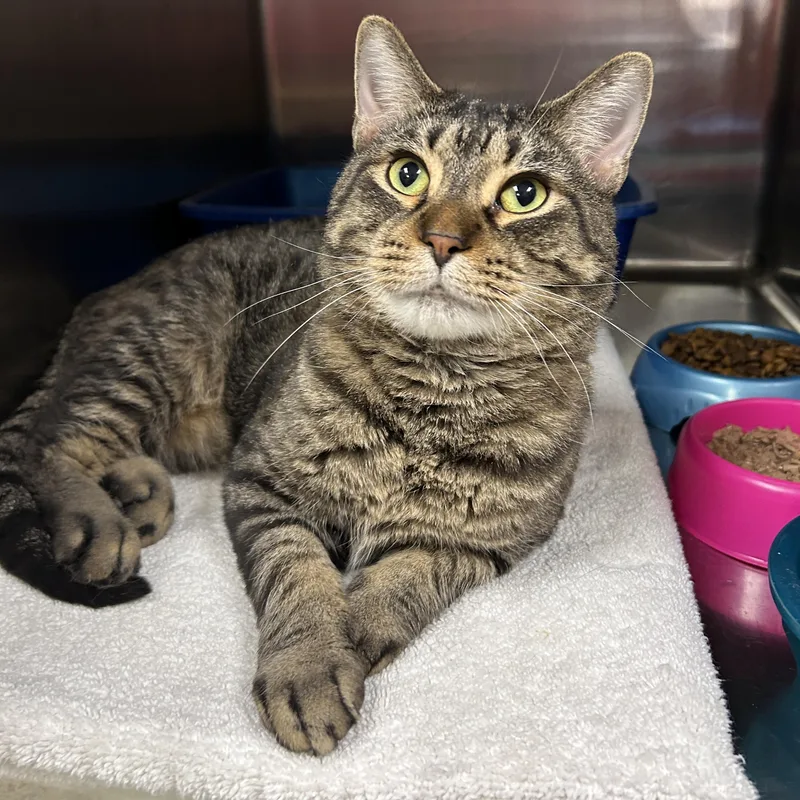 An adult medium-sized male Tabby (Brown / Chocolate) Domestic Short Hair cat named Huey for adoption in La Grange Park, IL