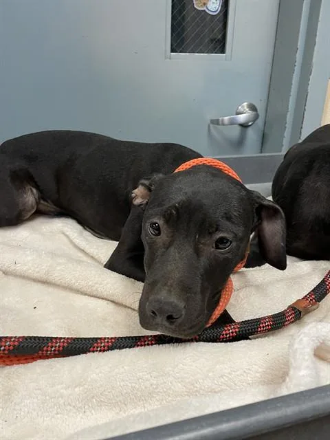A young small-sized female Pit Bull Terrier dog named Espresso for adoption in San Jose, CA