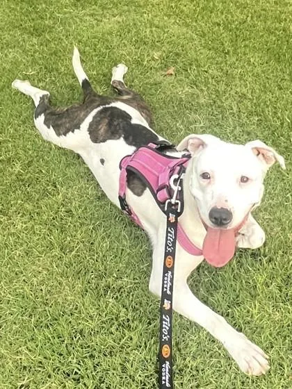 An adult large-sized female Mixed Breed dog named Michelle for adoption in Chamblee, GA