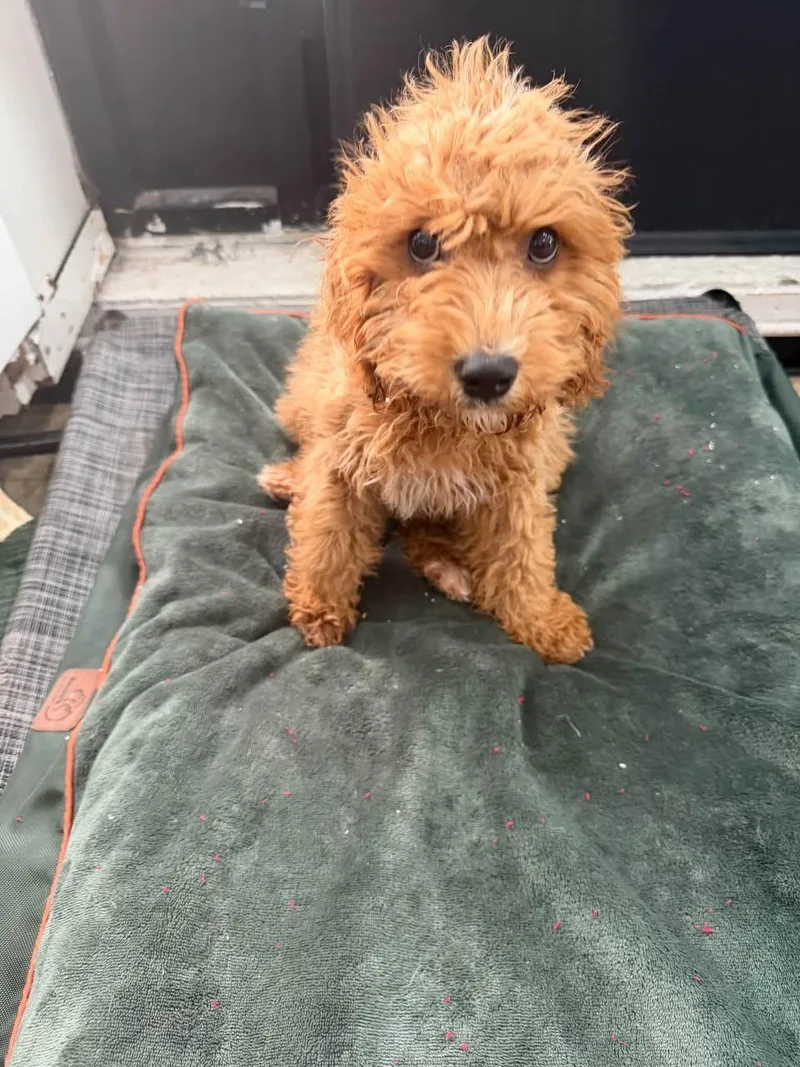 A baby medium-sized male Goldendoodle dog named Leo for adoption in Ozone Park, NY