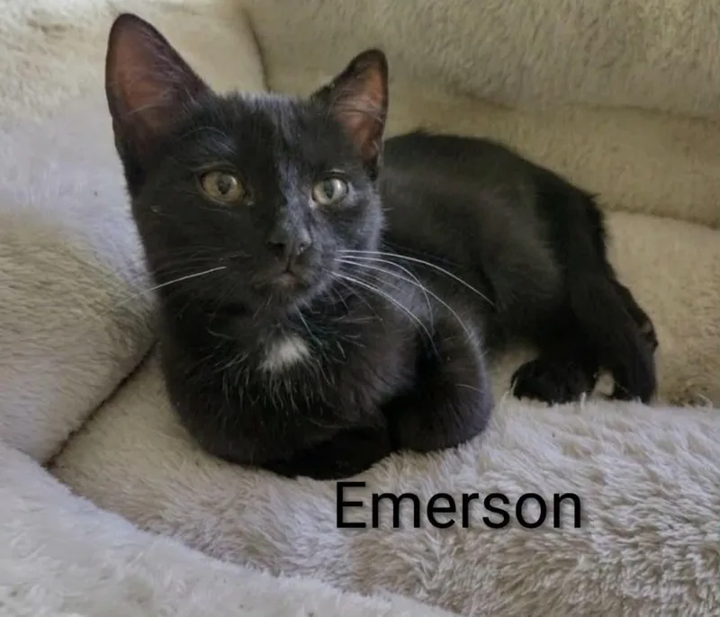 Emerson thumbnail 2