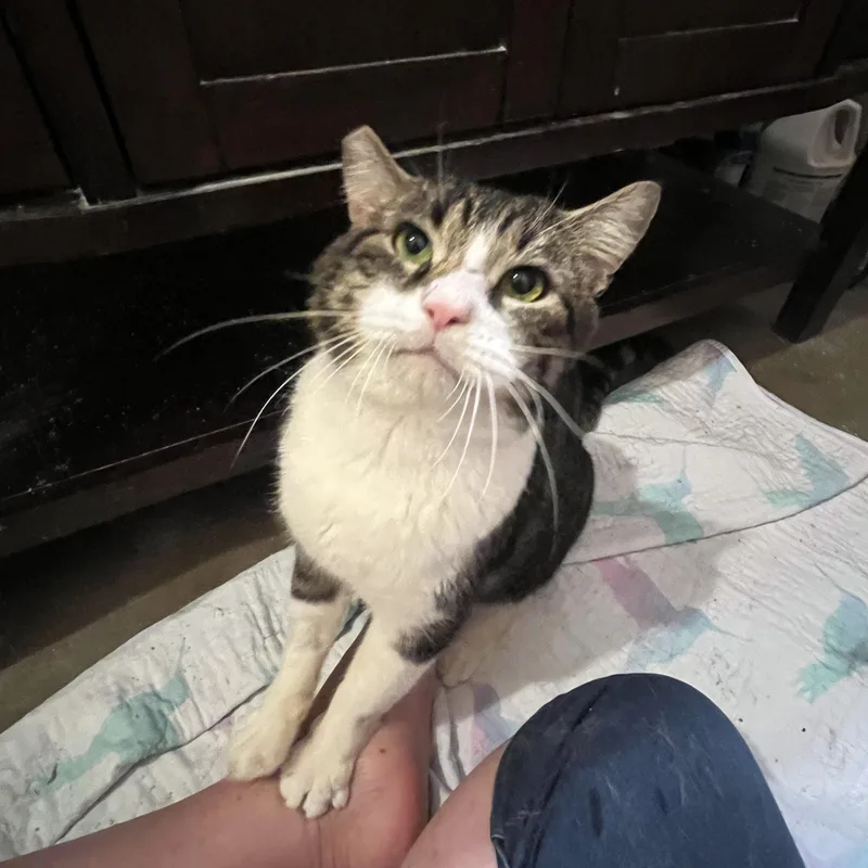 Benji