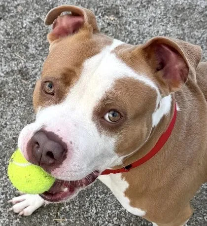 Bruno