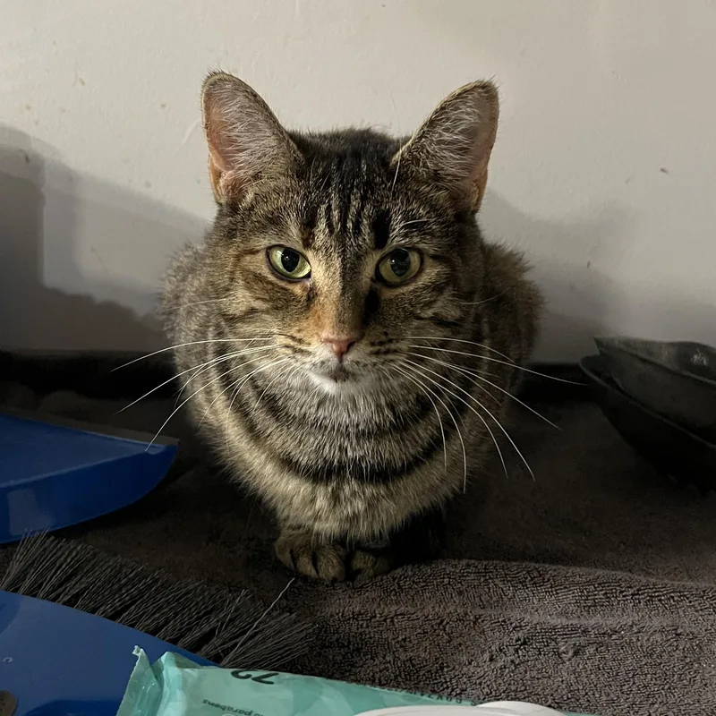 Toadette thumbnail 2