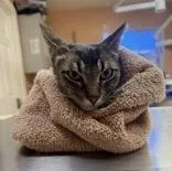 An adult medium-sized female Tabby (Gray / Blue / Silver) Tabby cat named Gigi for adoption in Phoenix, AZ