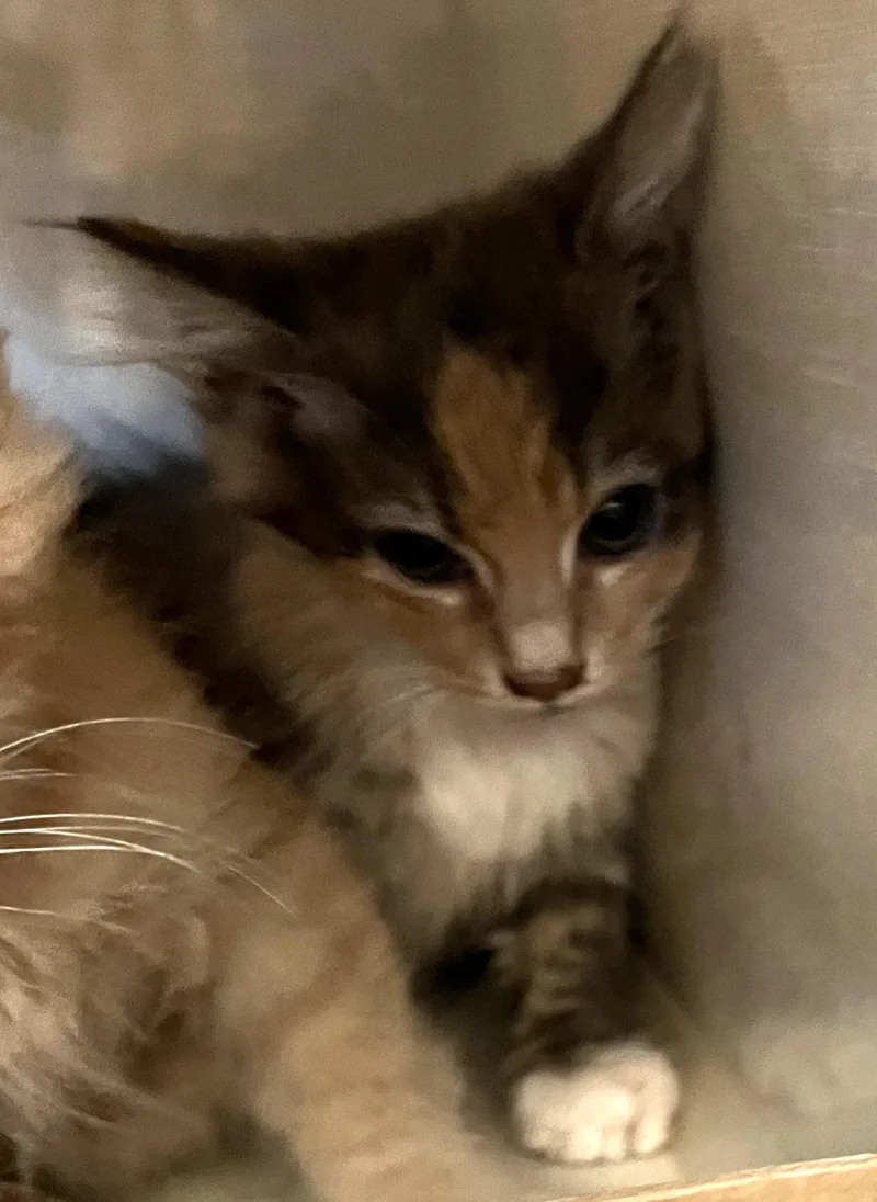 A baby medium-sized female Maine Coon cat named Beatrice for adoption in Hood RIver, OR