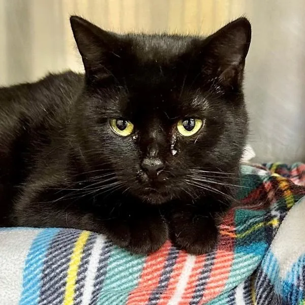A young medium-sized female Domestic Short Hair cat named Misty Blue for adoption in Walnut Creek, CA