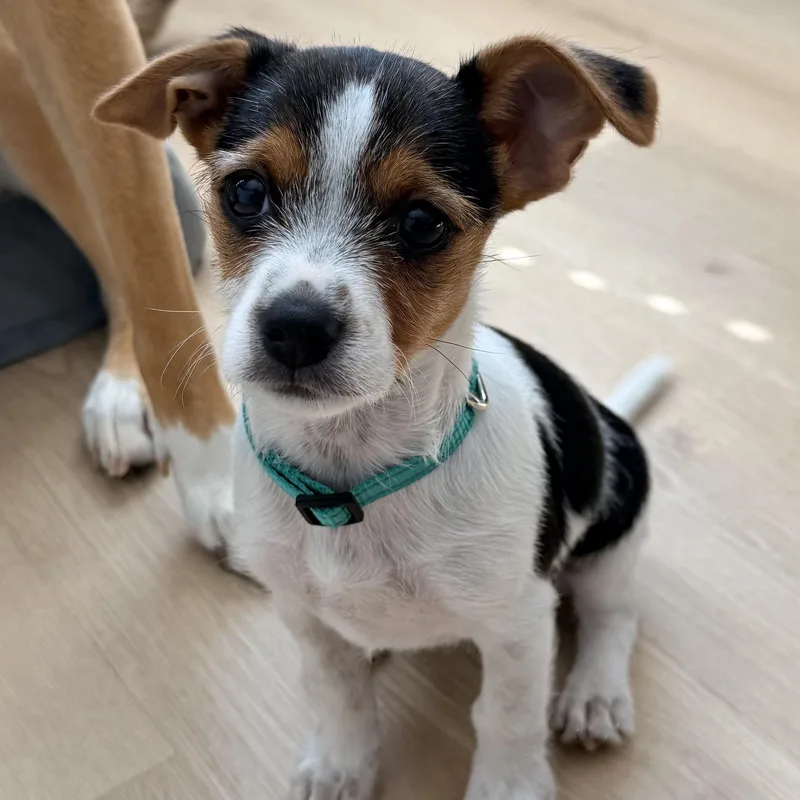 A baby small-sized male Terrier dog named Brunson for adoption in Charlotte, NC