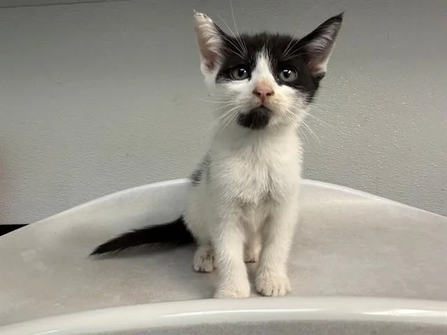 A baby small-sized female Domestic Short Hair cat named Lana Loud for adoption in Antioch, CA