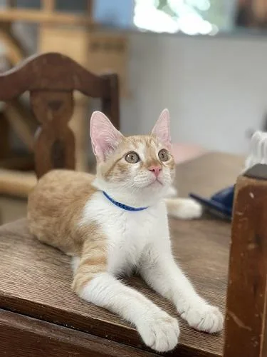 Cat thumbnail 2