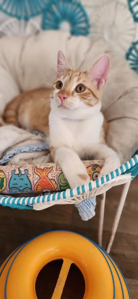 Cat thumbnail 3