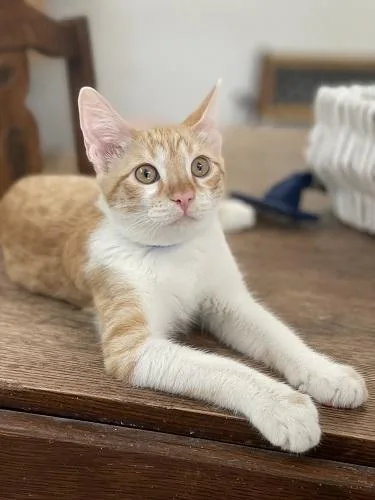 Cat thumbnail 4
