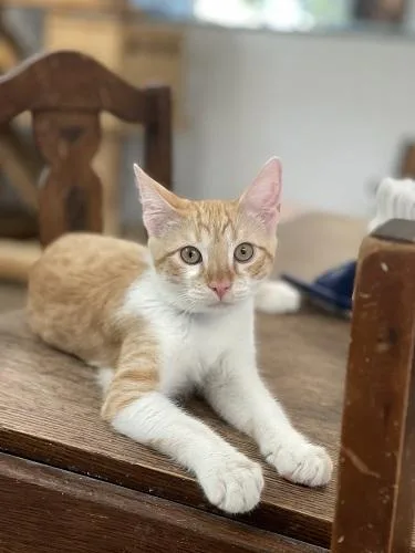 Cat thumbnail 5