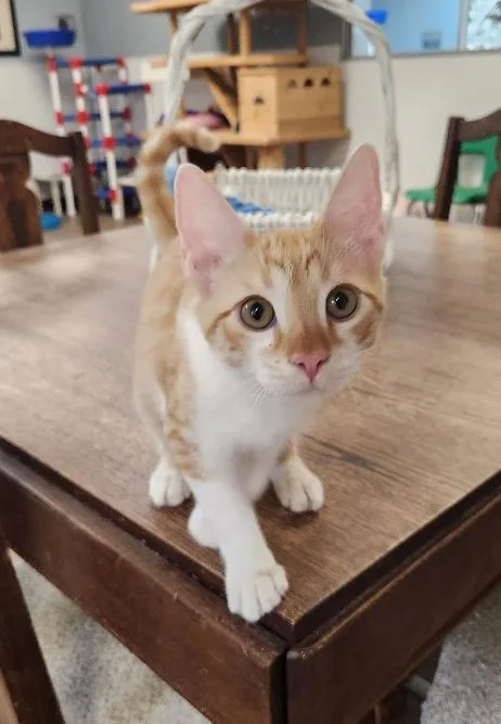 Cat thumbnail 6