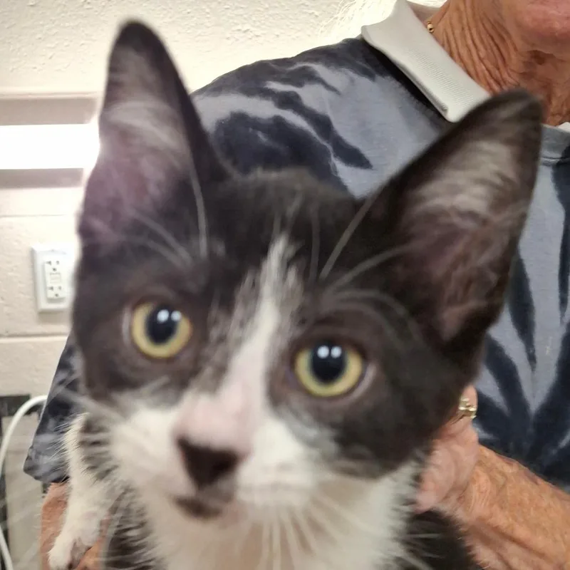 A baby small-sized male Black Domestic Short Hair cat named Roadie for adoption in Zanesville, OH