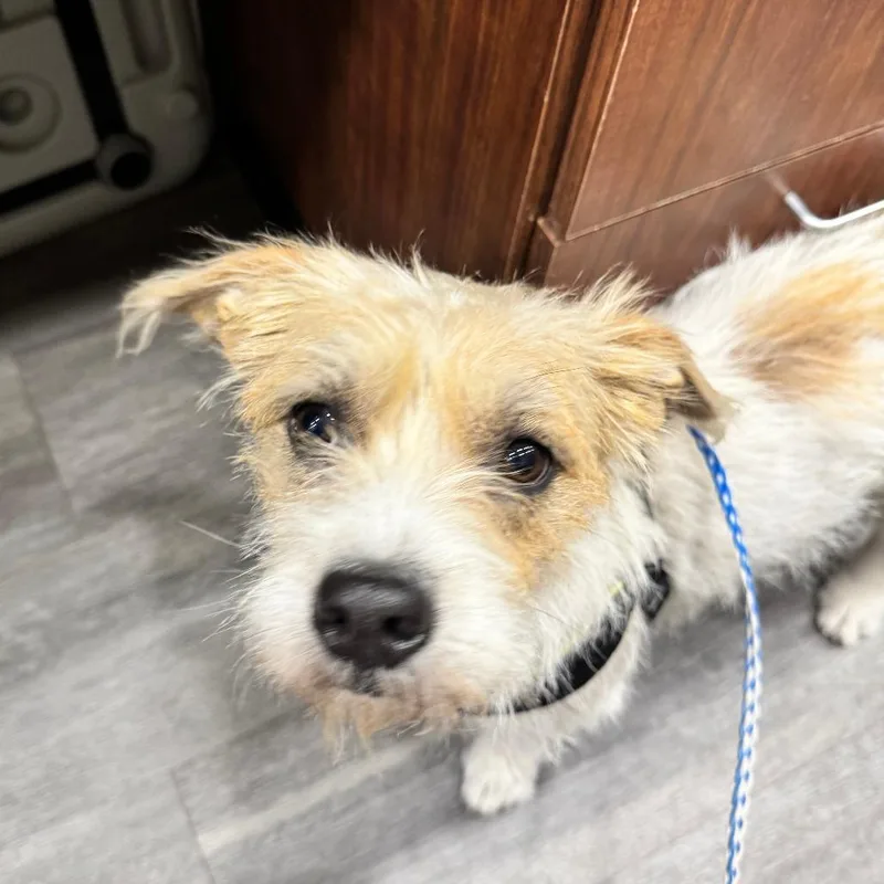An adult medium-sized female White / Cream Terrier dog named Annie for adoption in CORPUS CHRISTI, TX