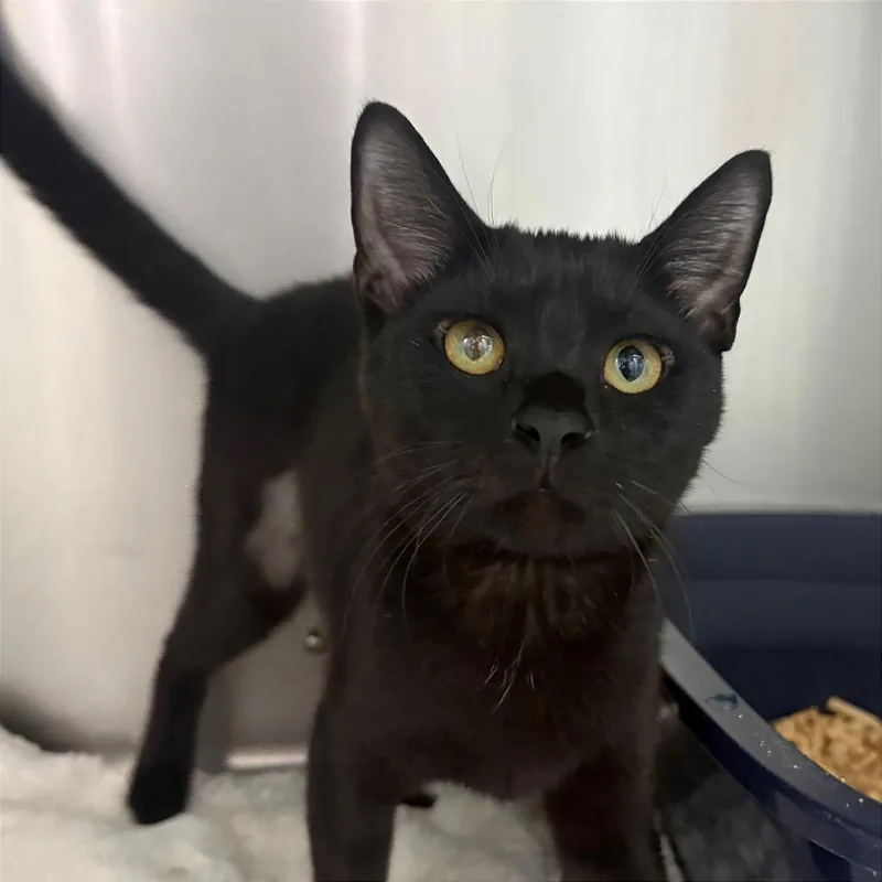 A baby small-sized female Domestic Short Hair cat named Princess for adoption in Fort Lauderdale, FL