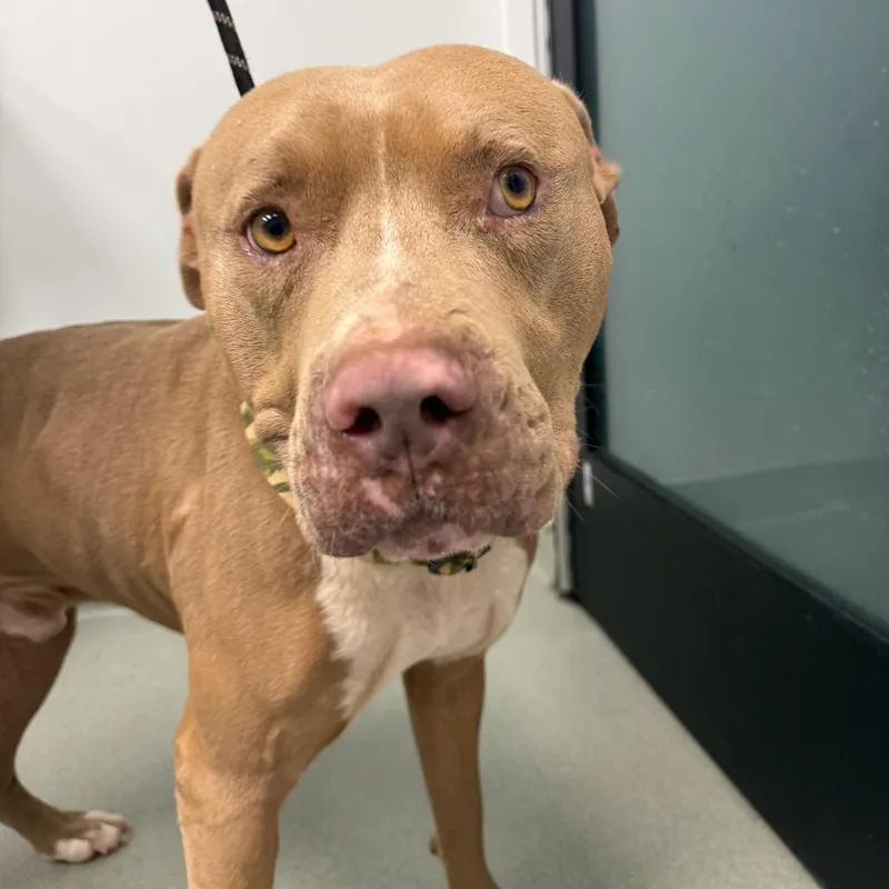 An adult large-sized male Yellow / Tan / Blond / Fawn American Staffordshire Terrier dog named Bullwinkle for adoption in Abilene, TX
