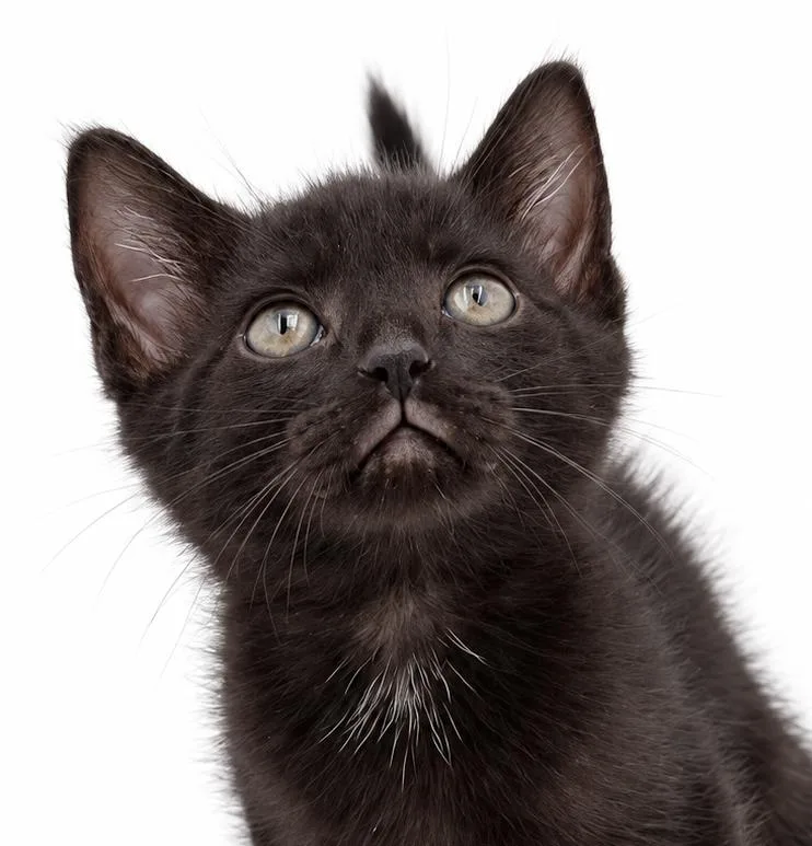 A baby small-sized female Black Bombay cat named Pineapple is our petite for adoption in Bedford Hills, NY