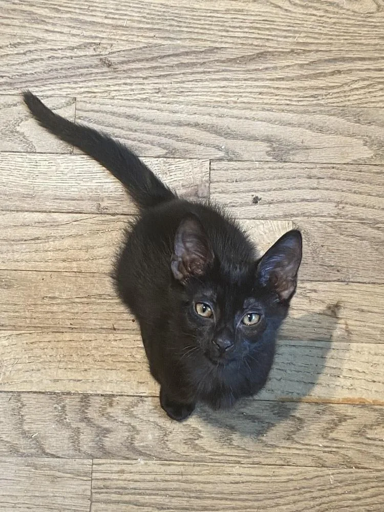 A baby medium-sized male Black Domestic Short Hair cat named Russell for adoption in Clinton Township, MI