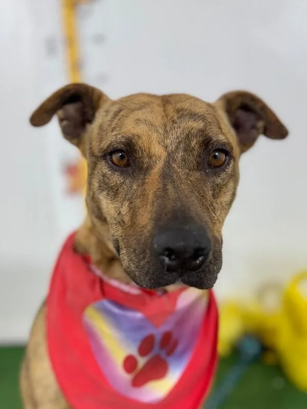 A young medium-sized female Red / Chestnut / Orange Mountain Cur dog named Maple for adoption in Carlsbad, CA