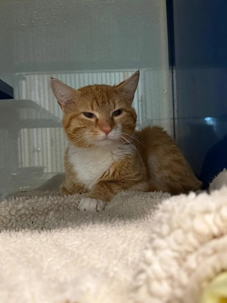 A young medium-sized male Domestic Short Hair cat named Cheeto for adoption in Ashland, WI