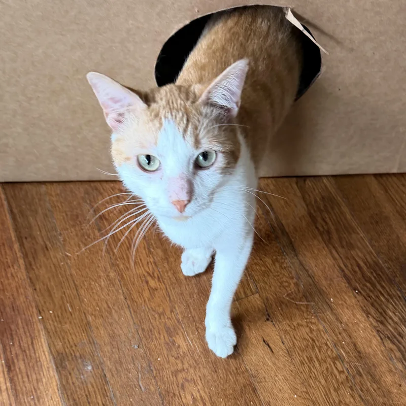 A young medium-sized male Orange & White Domestic Short Hair cat named Phineas for adoption in Fort Worth, TX