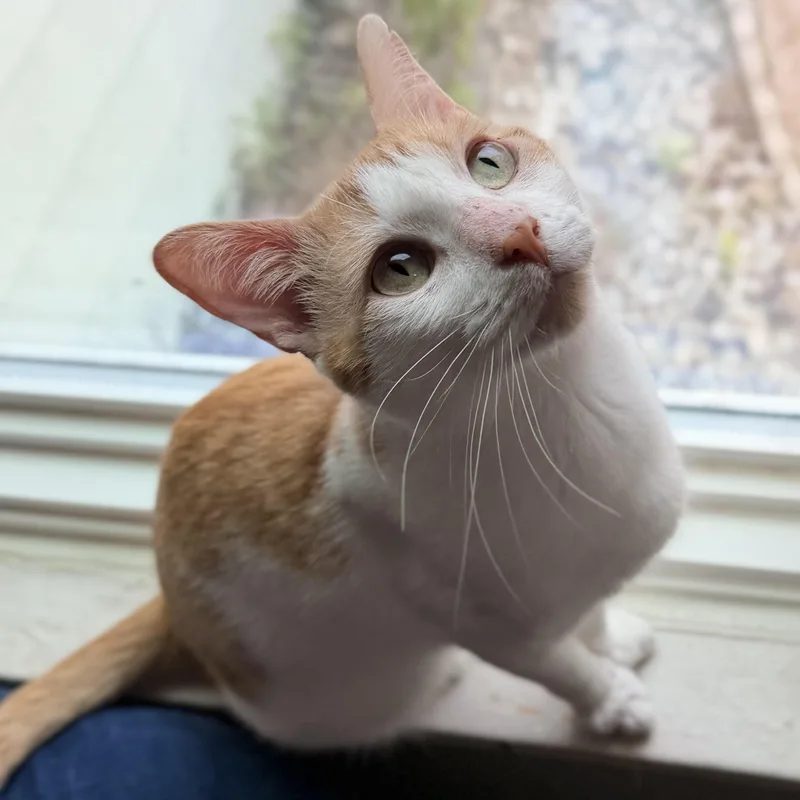 Phineas thumbnail 2